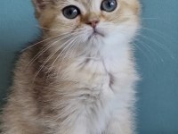 Golden british shorthair yavrular