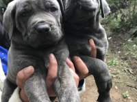 Blue dev gibi cane Corso yavrularımız