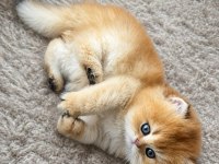Zarafetin Adı Golden British Longhair