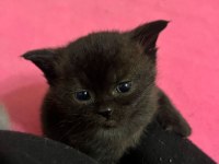 Kalan 4 british shorthair yavrumuzu sahiplendiriyoruz