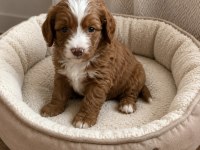 KÜÇÜK POODLE YAKIŞIKLILAR