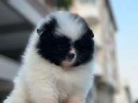Show kalite pomeranian boo yavrularımız