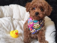 Yakışıklı Poodle Prens