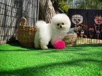 SAFKAN POMERANİAN BOO