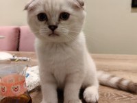 Kırık Kulak Scottish Fold Şekerler