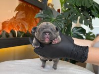 RENGARENK FRENCH BULLDOG YAVRULARIM REZERVEYE AÇIK