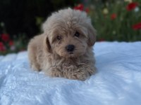 Kaliteli maltipoo yavrularımız 0 boy