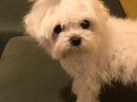 Orjinal kore maltese terrier