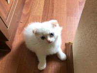SARIŞIN YAKIŞIKLI BİR SCOTTİSH FOLD RED POİNT