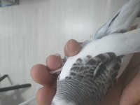 1 aylık muhabbet kuşu