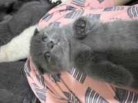 British shorthair cinsi