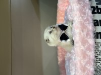 Scottish Fold blue point bebekler