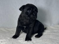 PUG MOPS BEBEKLER