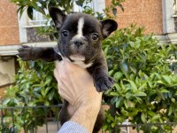 Birbirinden Sevimli ve Oyuncu French Bulldog Yavrularımız
