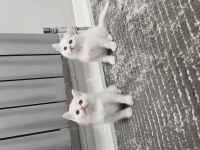 Aile sıcaklığında büyüyen scottish fold british yavrular