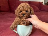 Toy poodle garantili bebekler