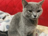 Sahiplendirme british shorthair