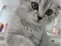 7 aylık scottish fold
