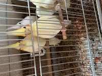 Lutino albino dişi
