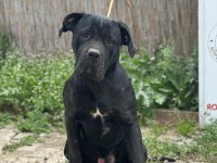 Cane Corso Üst Kalite