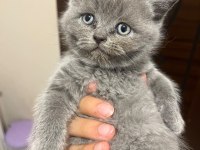 Safkan British Shorthair