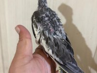 37 Günlük Konuşturmalık Grey Bebek Sultan Papağanı