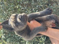 Dev A Kalite Blue Cane Corso Yavru
