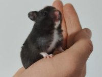 Suriye Hamster Bebekler