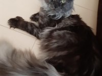 Orjinal saf kan full secereli parmak main coon
