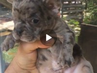 Tombik french bulldog merleler yuvadan uçmaya hazır