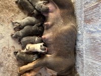 A KALİTE LİLACTAN FRENCH BULLDOG DİŞİ