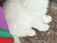2 aylık british longhair yavrular