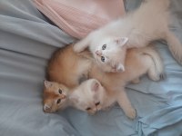 British Golden-silver asil soylu yavrular
