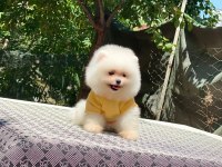Dişi ve erkek mevcuttur hepsi de safkan pomeranian