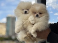 Ultra kalite tea cup pomeranian yavrularımız