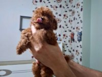 2 Aylık Toy Poodle