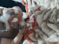 Sevimli Yavru Kedimizi Sahiplendirme