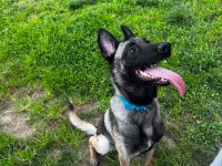 Acil uyguna tüm eşyalarıyla verilecek malinois