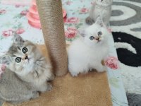Golden Lilac ve Blue Point Yavru Kediler