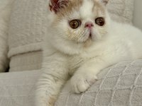 Delbırt erkek kedimiz LÜTFEN ARAYARAK BİLGİ ALIN