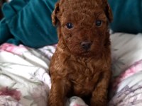 Kusursuz Güzellikteki Toy Poodle Yavrularımız