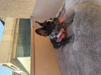 3 aylık erkek tuvalet eğitimli merle french bulldog