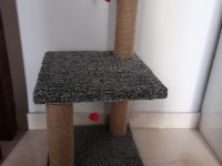 YAVRU SCOTTİSH FOLD
