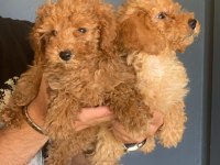 Sevimli Poodle Tüy Dökmeyen Harika Dostlar