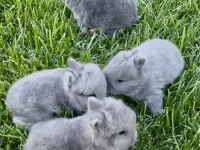 Netherland Dwarf Hollanda Blue Cüce Tavşanlar