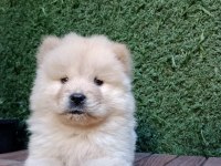 A Kalite Chow Chow Yavrularımız Çin Aslanı