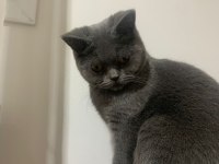 Ücretsiz sahiplendirme 1 yaşında british shorthair