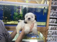 A kalite teslime hazır shih tzu yavrular
