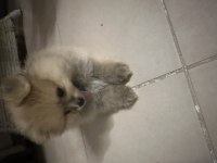 Pomeranian köpeğimizi sahiplendirme