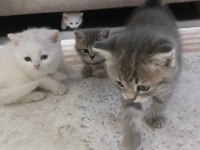 British Shorthair Kedisi